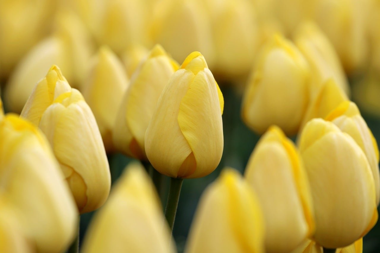 tulip, flower wallpaper, flower background, flower, plant, nature, garden, arboretum, beautiful flowers, forest, flower garde