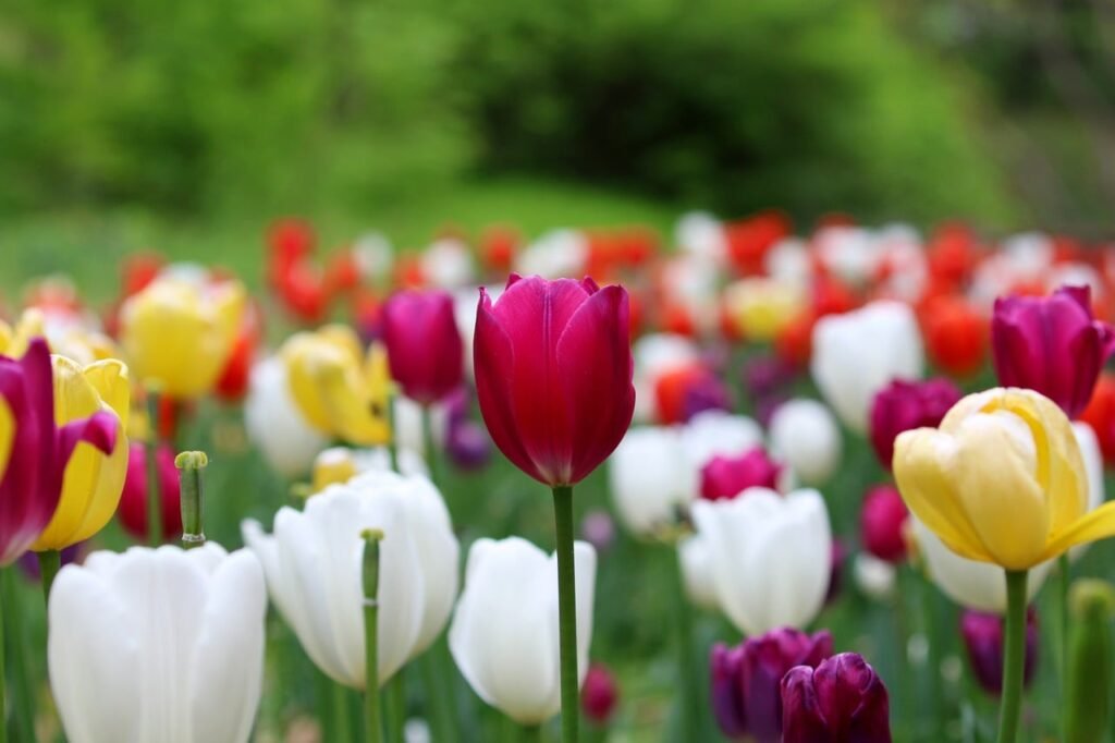 tulip, flower background, flower, garden flower, colorful flowers, blooming, spring flower, green background, macro photograp
