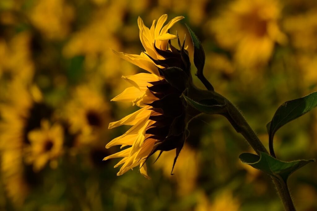 sunflower, flower, flower background, petals, nature, garden, summer, sun, yellow, beautiful, flower wallpaper, macro, field,
