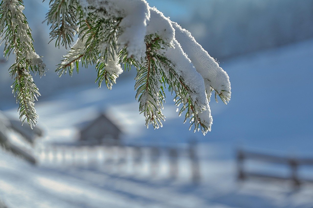 winter, snow, frost, cold, winter landscape, snowy, snow landscape, wintry, landscape, fir tree, nature, winter, winter, wint