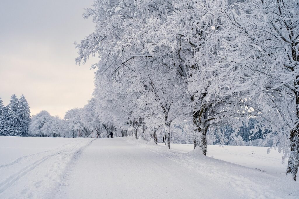 snow, landscape, trees, winter landscape, snow landscape, cold, covered in snow, nature, winter, snow, snow, snow, snow, wint