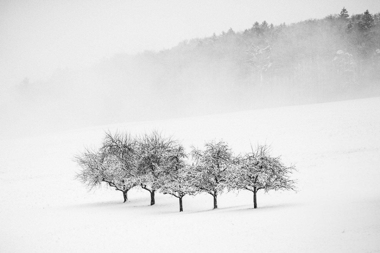 trees, snow, winter, landscape, cold, forest, season, outdoors, winter landscape, fog, minimalism, minimalist, black-and-whit